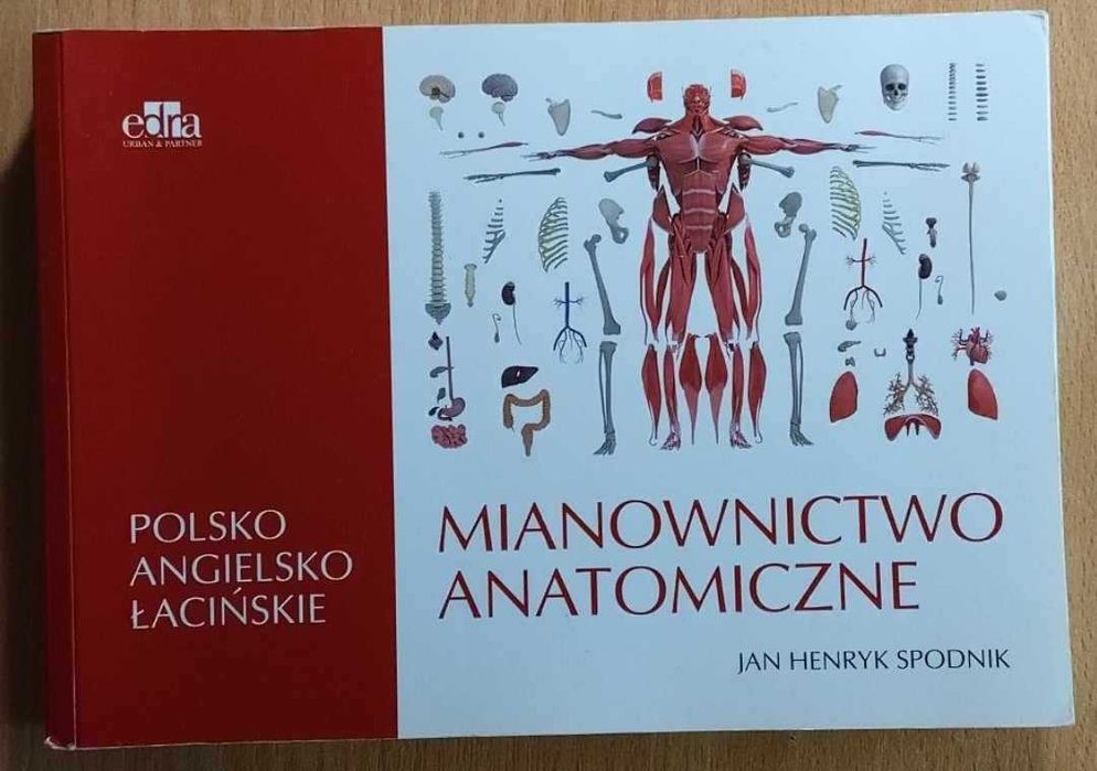 Mianownictwo anatomiczne Spodnik