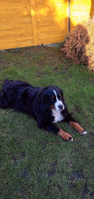 Berneński pies pasterski