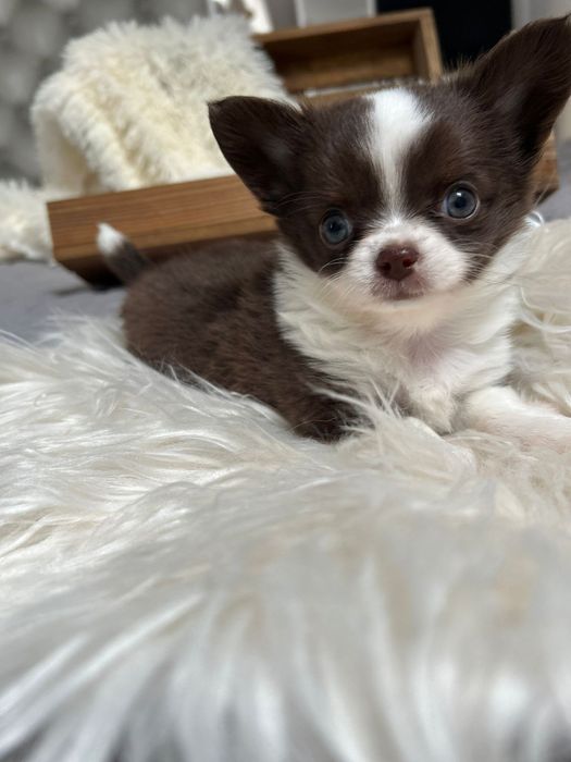 Piękna suczka Chihuahua