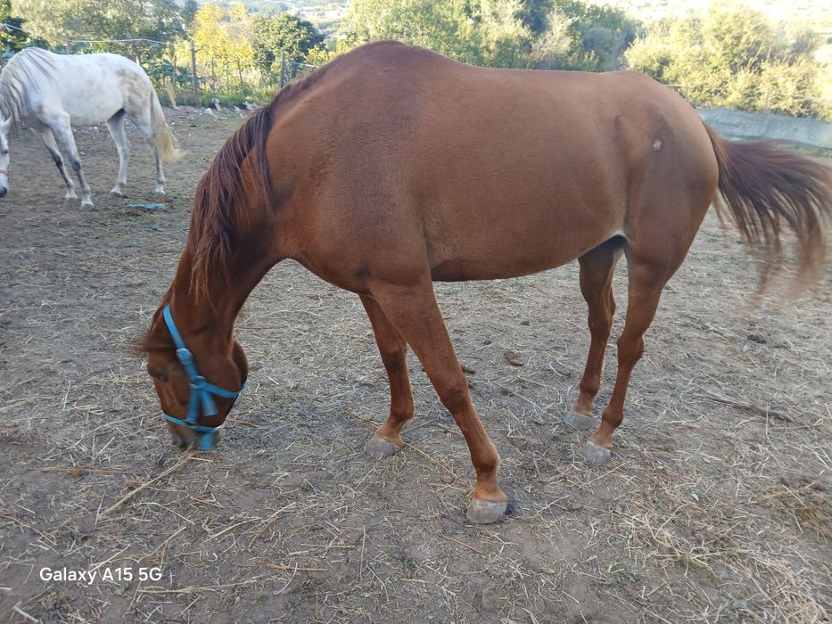 Duas poldras, uma livro verde, outra livro azul