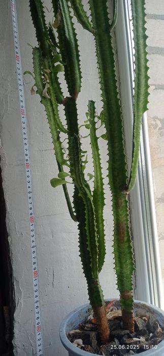 Кактус молочай / кактус