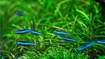 Neon Niebieski sklep zoologiczny Pirania Olsztyn