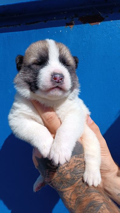 Хлопчик та дівчинка- акіта