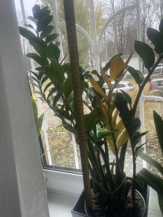 Замиакулькам, орхидея