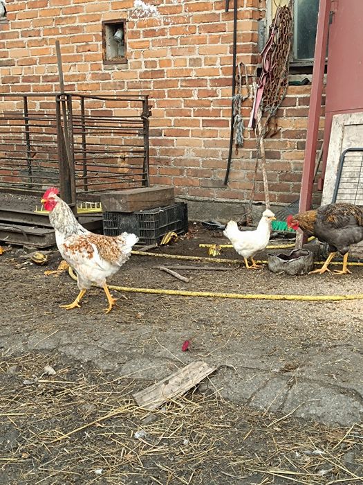 Koguty ozdobne czubatki