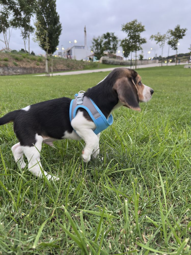 Lindo filhor Beagle