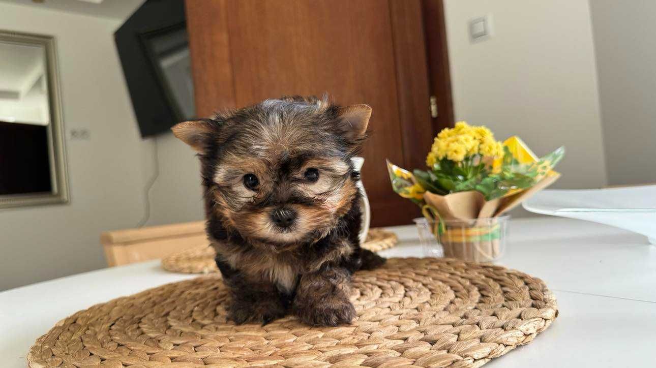 Chłopczyk Mini Yorkshire Terrier z Rodowodem