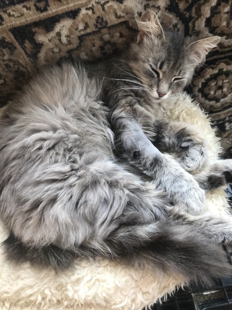 Кіт. Киця. Кошеня.