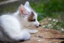 Lis, liski, lisek Hodowla domowa Marble Fox,  młode 2025 różne odmiany
