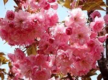 Wiśnia Piłkowana Kiku-Shidare -Zakura 180 cm 260 zł