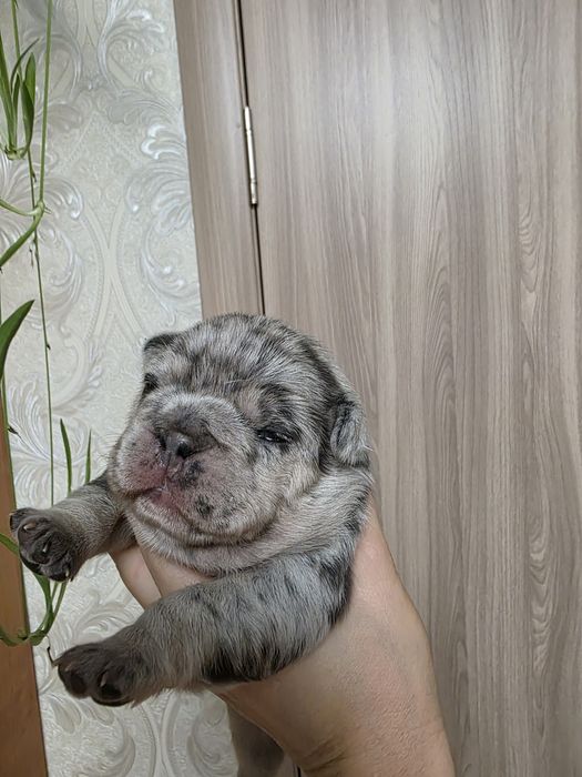 Красуня дівчинка з геном флаффі