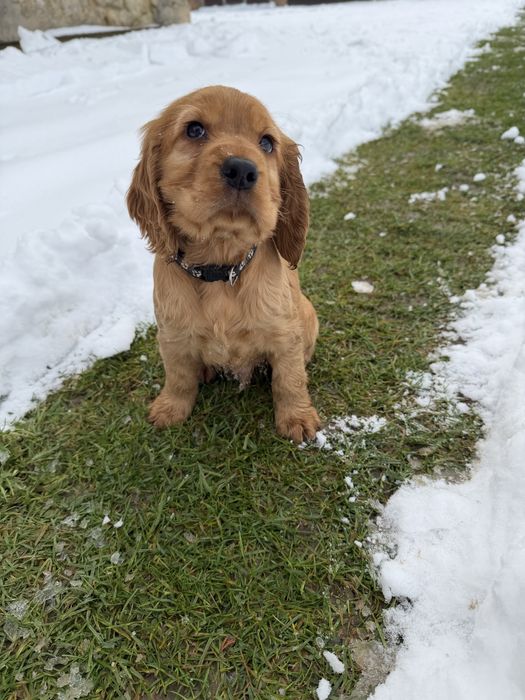 Cocker Spaniel Angielski