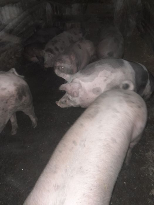 Свині живою вагою