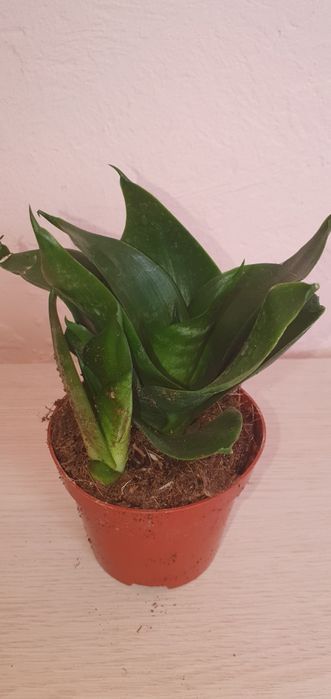 Сансевієрія  Ханні Sansevieria Hahnii