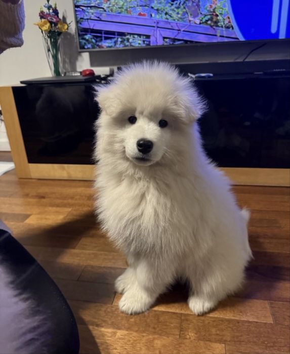 Argo pies - szczeniak Samoyed- gotowy do odbioru