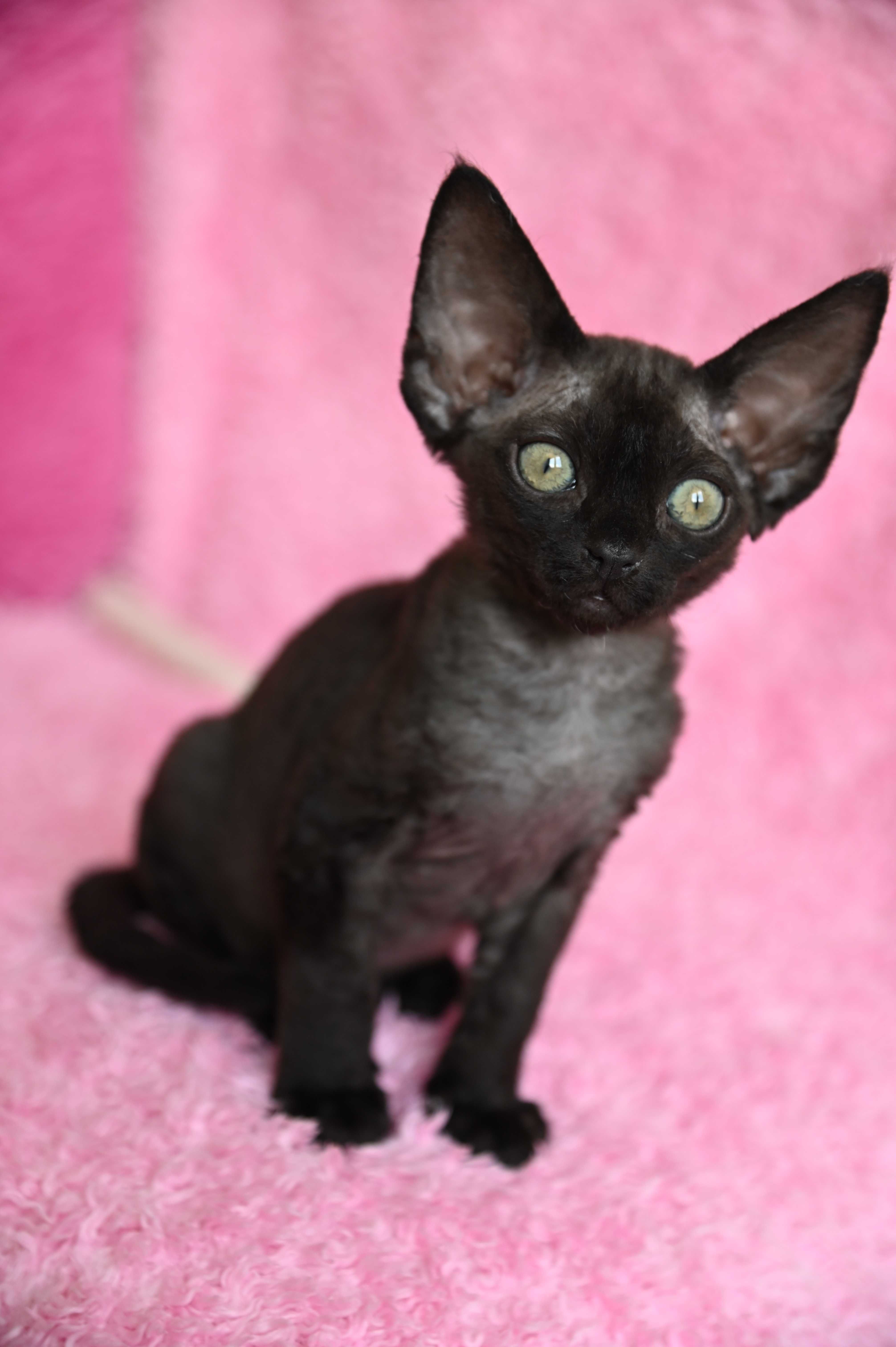 Bianka koteczka Devon Rex