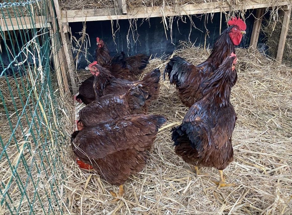 Rhode island red ovos