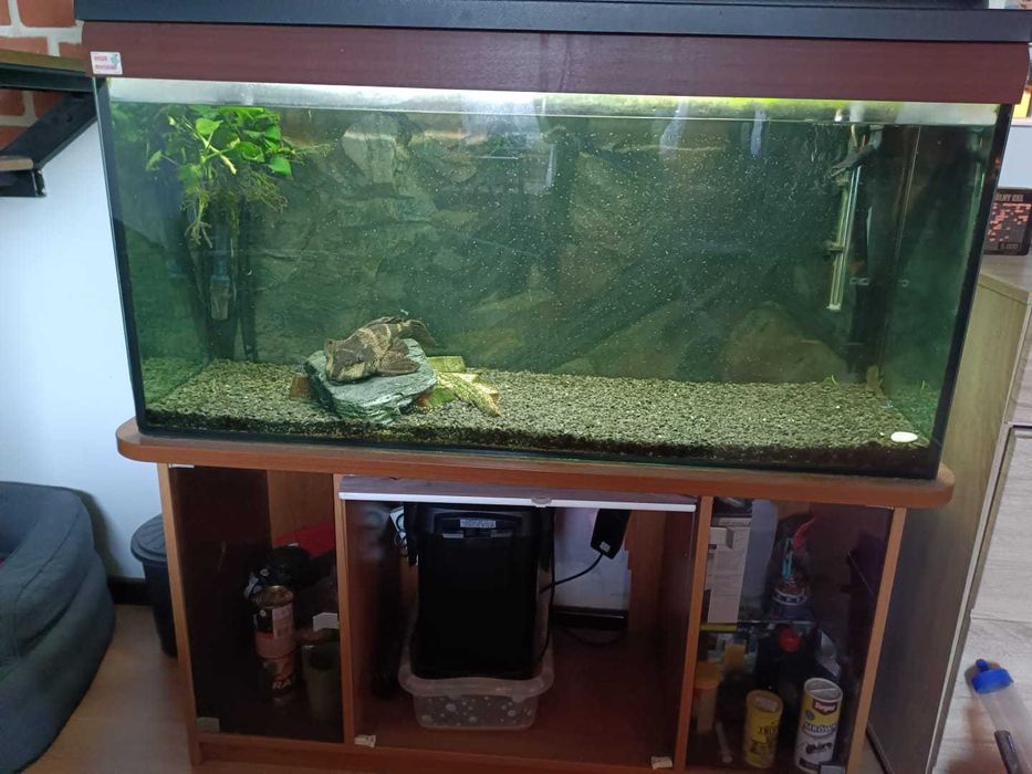 Akwarium 250L z wyposażeniem, kilkoma rybami i Gibicepsem 40cm