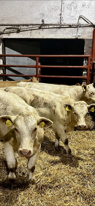 Byczki odsadki scharolez limuze blonde