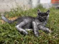 Кошеня котик трансильванський кіт