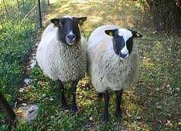 Вівці (баранчики)  романівської породи 3 міс. і 1- 1, 5 року