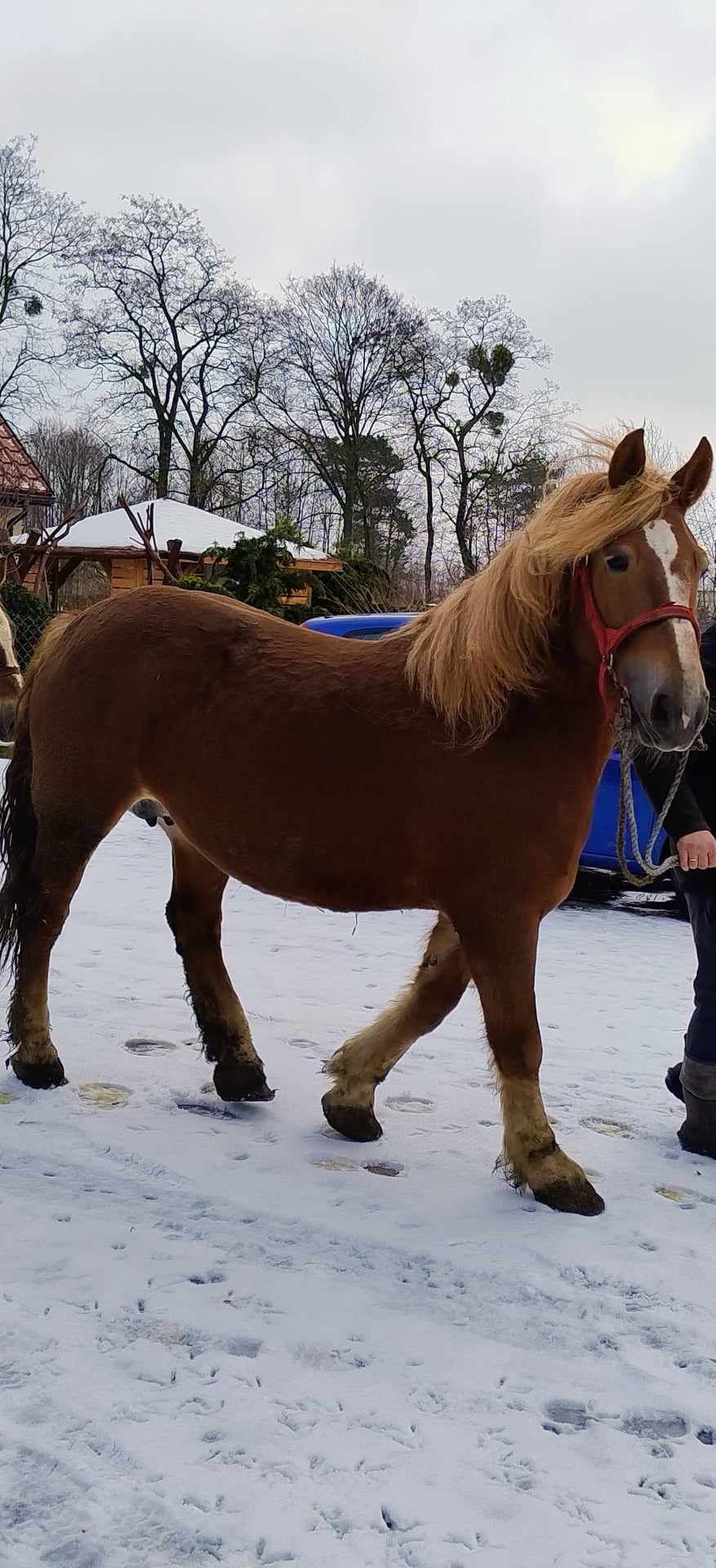 Klacz źrebna na sprzedaż