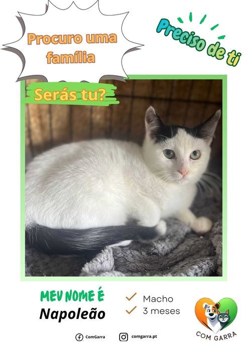 Gatinhos bebés para adoção