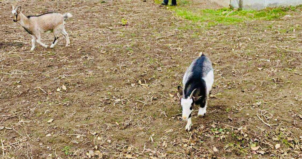 Продаються молочні кози