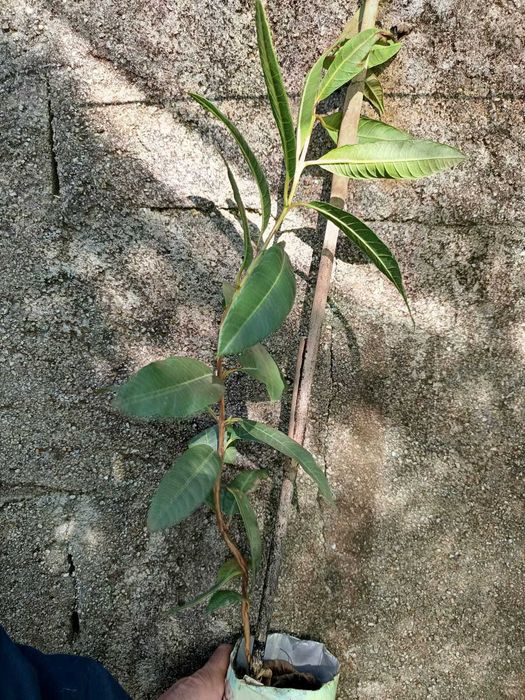 Goiabeira de Folha Estreita - Psidium striatulum