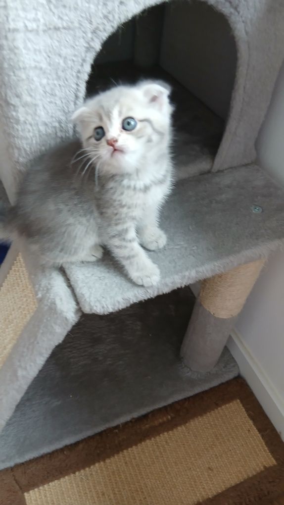 Macho scottish  fold