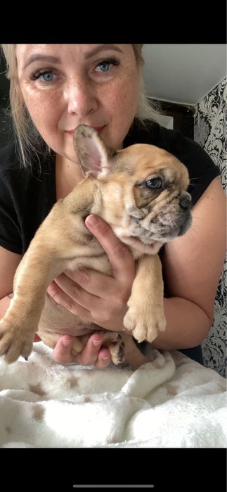 Дівчинка неймовірноі краси донька Бігропа