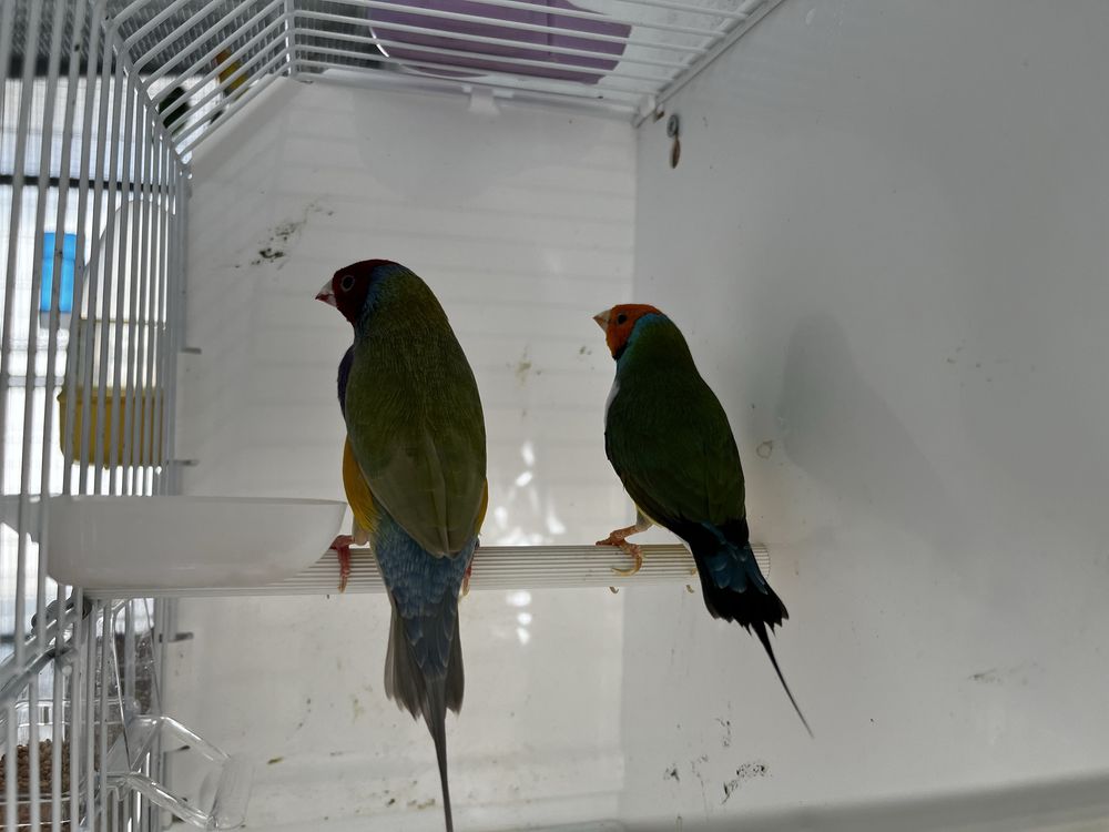 Diamantes de gould