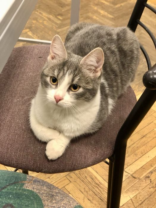 Кошенята,5 міс,оброблені від бліх,глистів,вакциновані,ходять на лоток