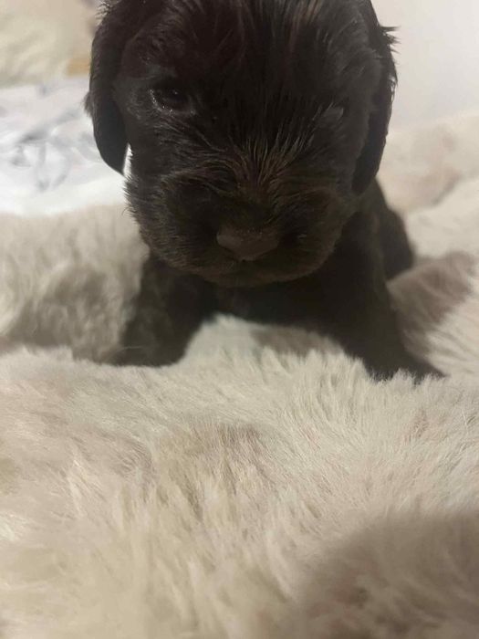 Cocker spaniele angielskie z rodowodem