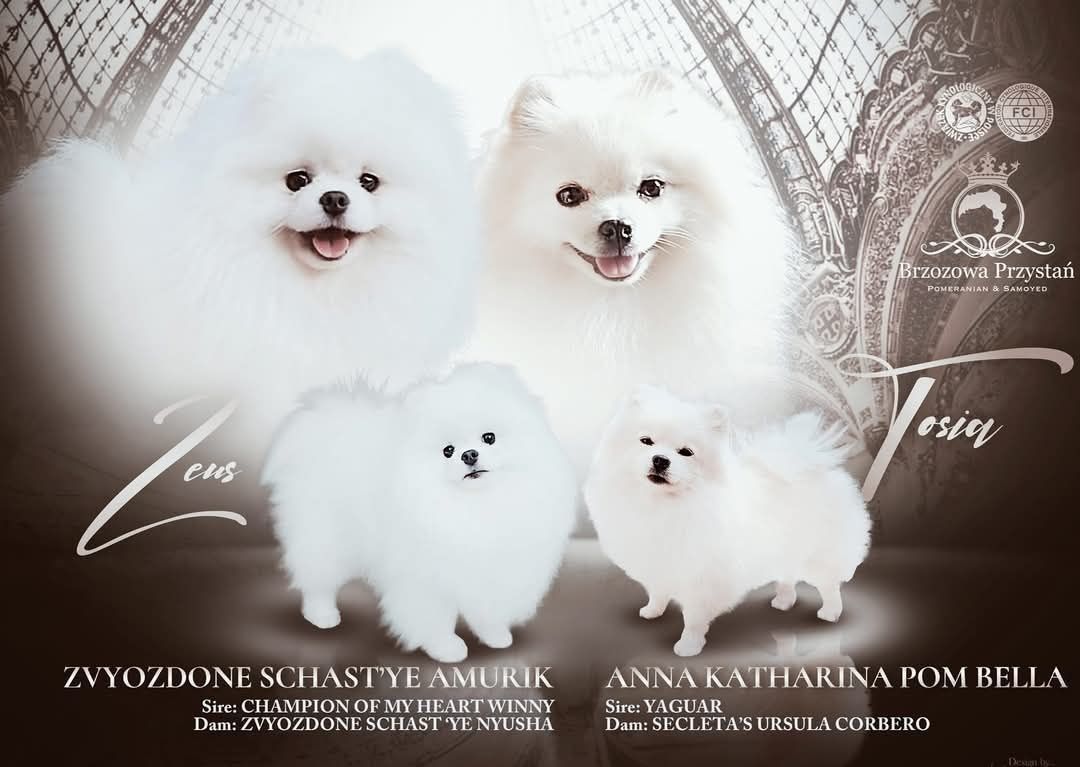 Szpic miniaturowy Pomeranian BOO ZKwP