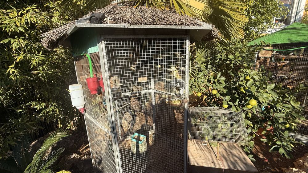 Agarponis Roseicollis(20)+ Periquitos (10)