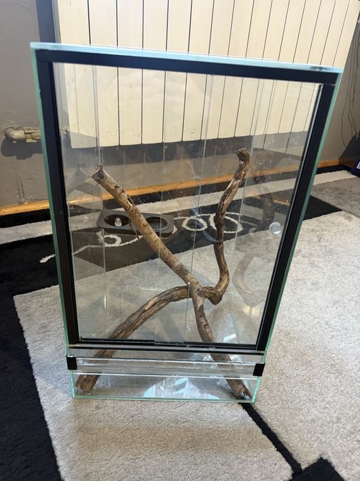 Gekon orzesiony z terrarium