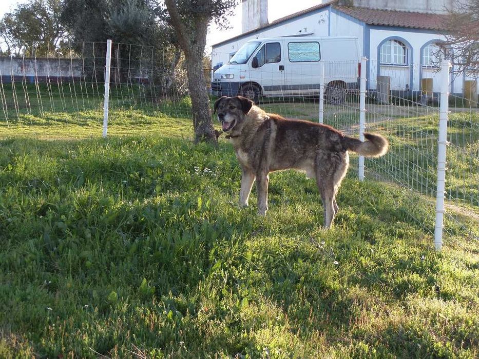 Mini Hotel pelo seu cão na Natureza