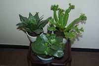 Kolanchoe, Sansewieria, Zanokcica - 3 sztuki - zestaw