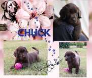 Czekoladowy chłopczyk - Labrador retrievier ZKwP  GOTOWY DO ODBIORU