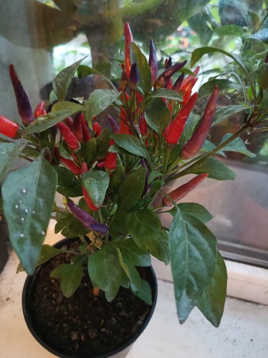 Острый перец, комнатный острый перец