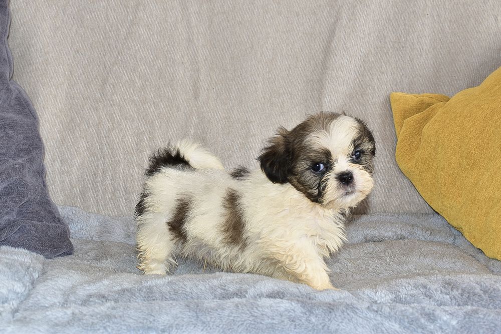 Shih-tzu macho disponível