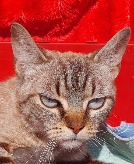 Котик ,окрас шоколадный таби