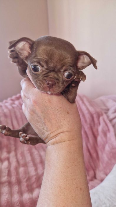 Chihuahua suczka maleńka do odbioru czekoladowa