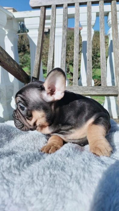 Bulldog francês  fêmea excelente