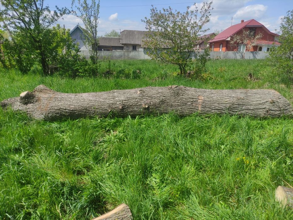 Кругляк липи довжиною 4 м 80 см