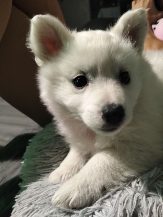 Suczka szpic niemiecki sredni