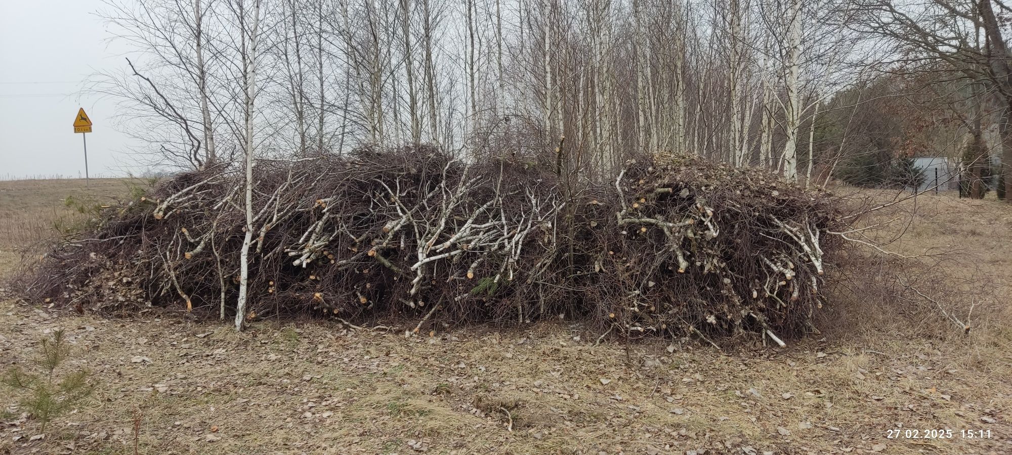 Oddam gałęzie za darmo
