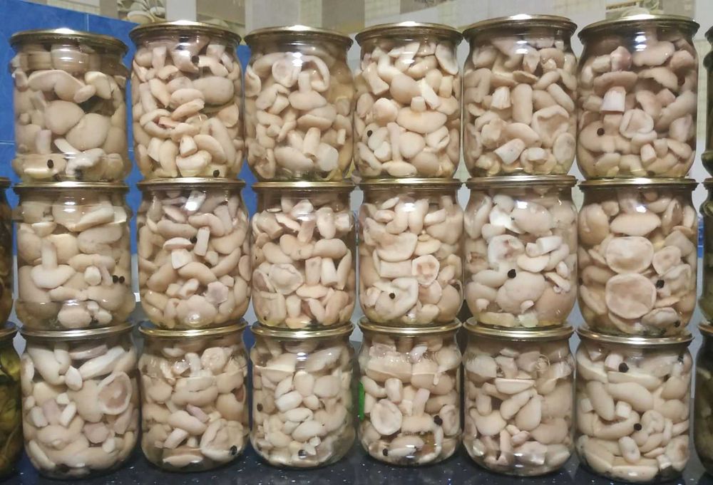 Опеньки мариновані великий асортмент маринованих грибочків