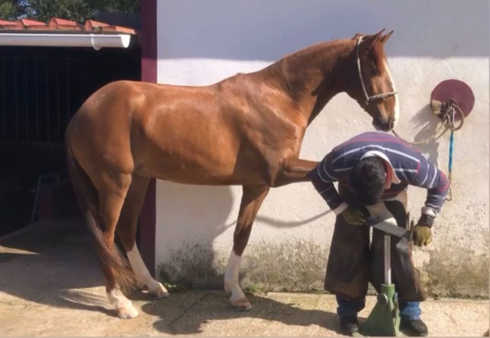 Cavalo letra “O” para Venda